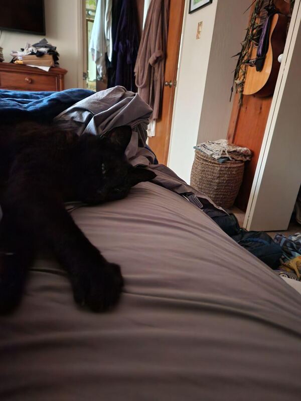 A black cat asleep across a person&rsquo;s lap