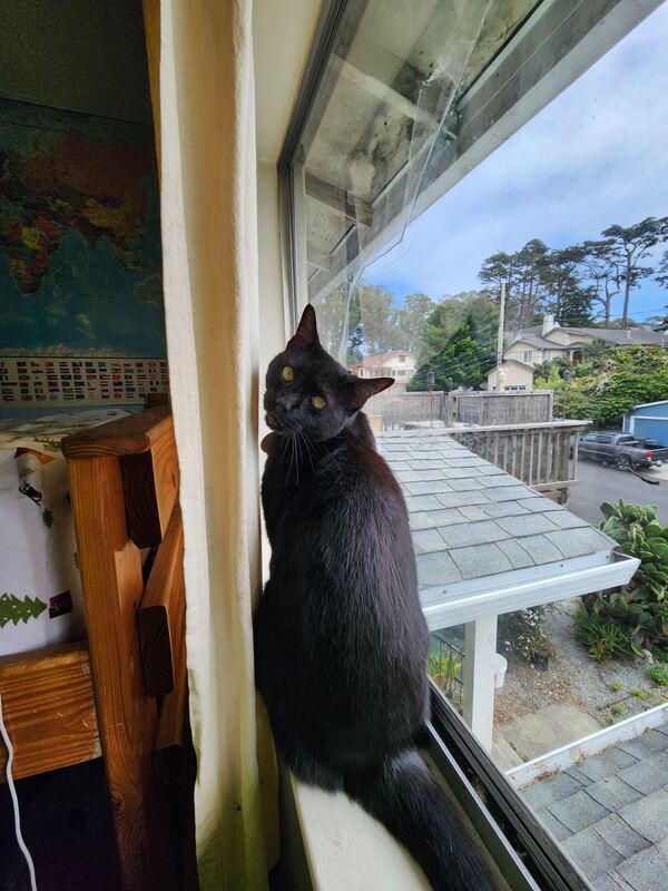 A cat watching the ocean from a sunny window