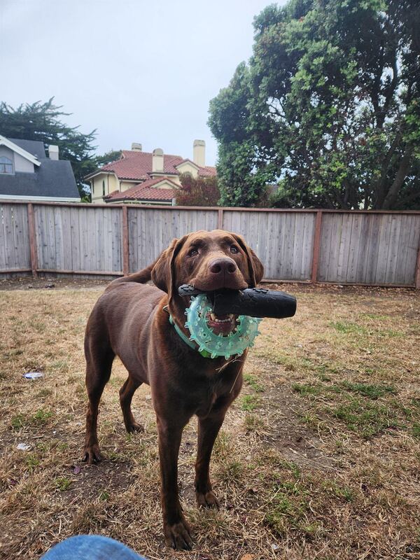 A chocolate Labrador waiting to play in a Coastside back yard